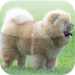 Chow Chow 101 - Everything You Need to Know about Chow Chows